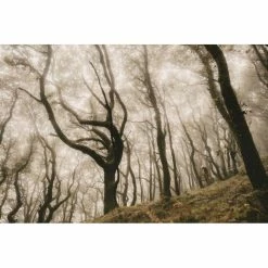 Goodyear Newton MTF Downhill Tubeless Complete Tyre -Billig Hjul butik Goodyear Newton Downhill Tubeless Front MTB Tyre Black 2 5 Tyres Black GR 015 64 584 V005 R 9